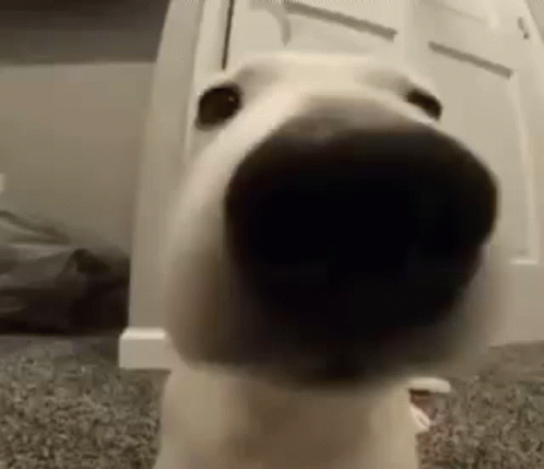 Dog Nose Close Up Looking At Camera GIF