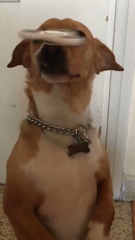Dog Nose Trick Of Fidget Spinner GIF