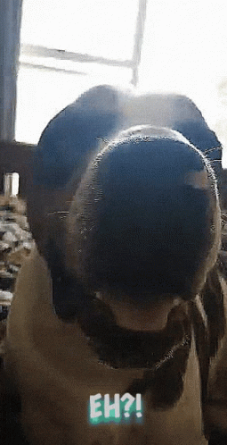Dog Nose With Eh Question