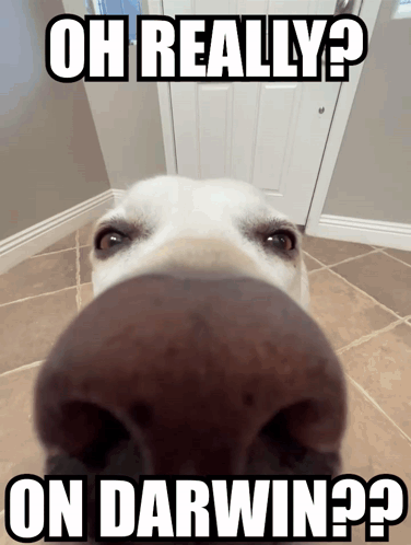 Dog Nose with Oh Really Text