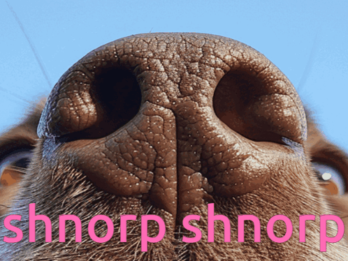 Dog Nose With Pink Shnorp Shnorp