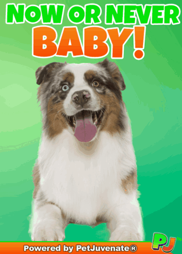 Dog Now Or Never Baby