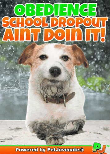 Dog Obedience School Dropout Poster