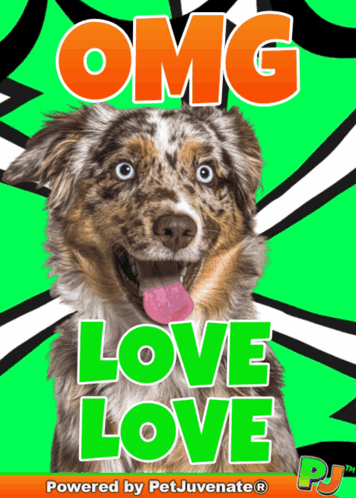 Dog Omg Love Love