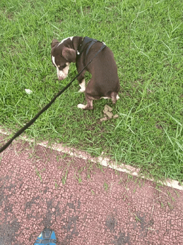 Dog On A Leash Excreting Poop GIF