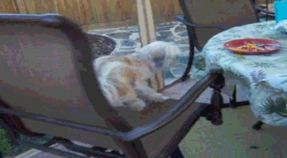 Dog On A Spinning Chair GIF