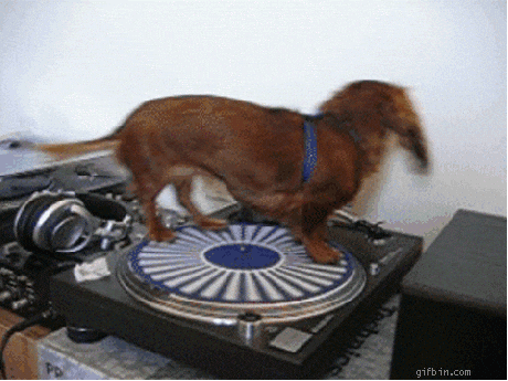 Dog On A Spinning Dj Cd Player GIF