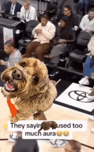 Dog on Basketball Court Saying They Saying Used Too Much Aura
