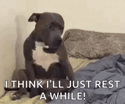 Dog on Bed Looking at Camera