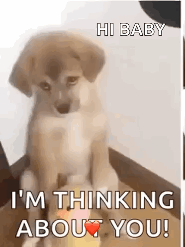 Dog on Box Saying Hi Baby I'm Thinking About You