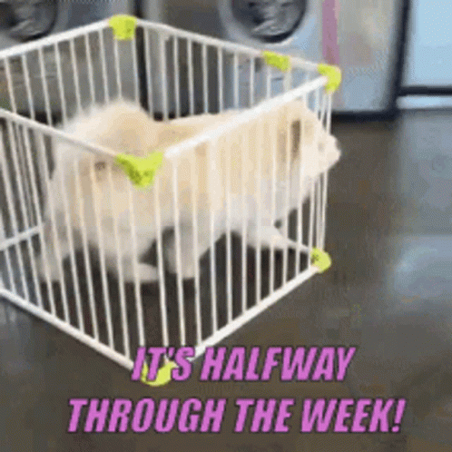 Dog On Cage Running On A Hilarious Wednesday GIF