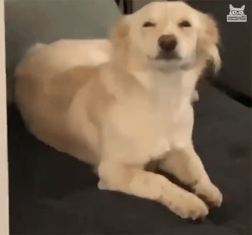 Dog On Couch Eyes Closed Looking At Camera GIF