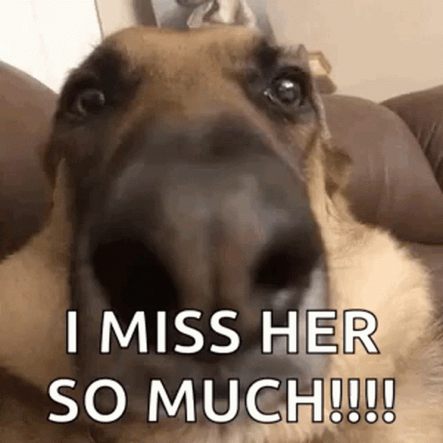 Dog on Couch Looking at Camera