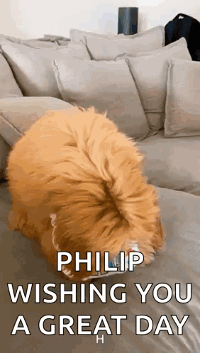 Dog on Couch Philip Wishing You Great Day