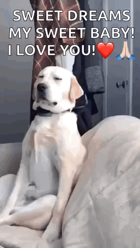 Dog On Couch Sweet Dreams My Sweet Baby I Love You