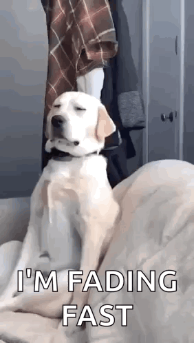 Dog on Couch with Closed Eyes and Person Behind