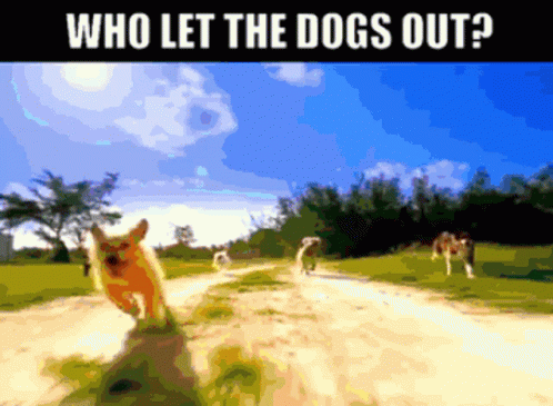 Dog On Dirt Road Saying Who Let The Dogs Out GIF