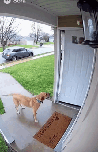 Dog on Don't Worry Door Mat