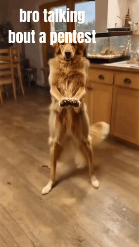 Dog on Hind Legs Bro Talking Bout Pentest