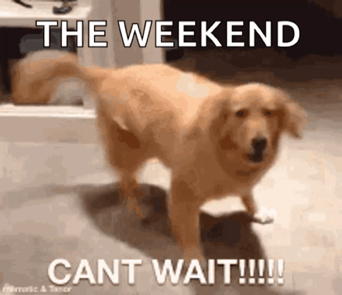 Dog On Hind Legs The Weekend Cant Wait!!! GIF