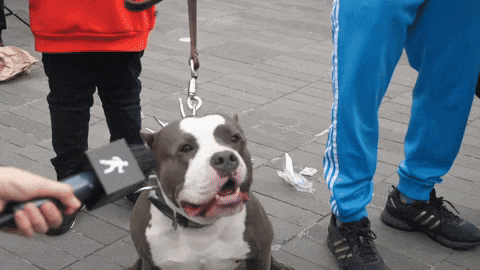 Dog On Leash Being Interviewed GIF