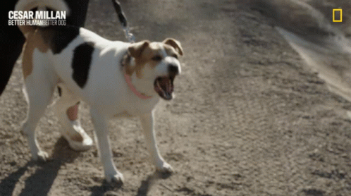 Dog On Leash Cesar Millan Better Human Better Dog GIF