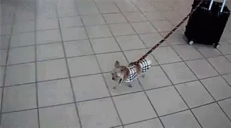Dog on Leash Pulling Suitcase