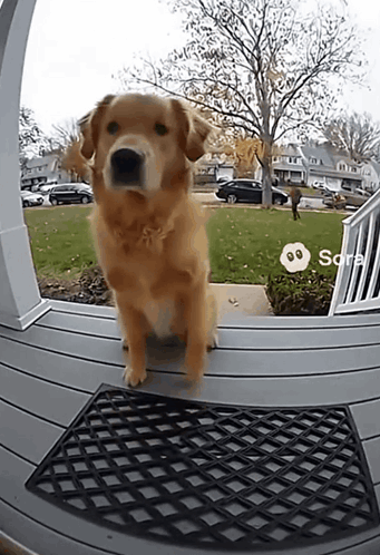 Dog On Porch With Doorbell Camera GIF