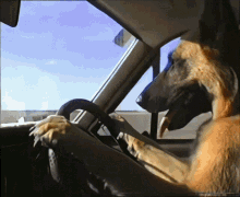Dog On The Driving Seat GIF