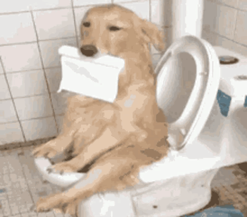 Dog On Toilet Poop Meme GIF