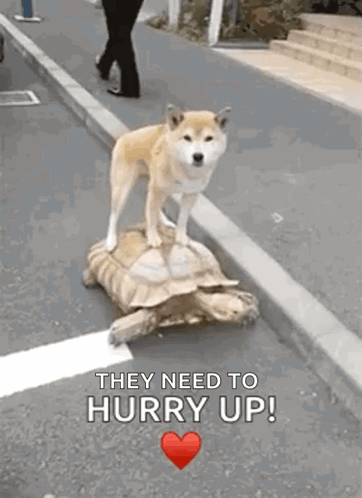 Dog On Turtle Saying Hurry Up GIF