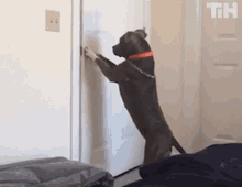 Dog Open The Door GIF