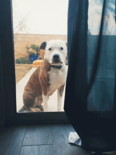 Dog Outside Left Out GIF