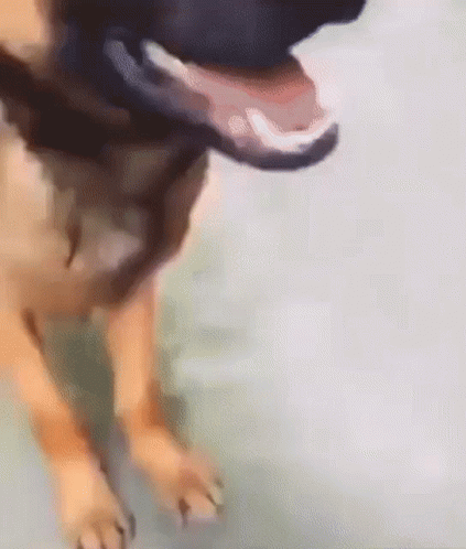 Dog Paws and Mouth Open