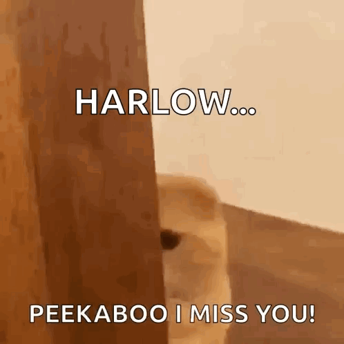 Dog Peeking Door Harlow Peekaboo I Miss You GIF