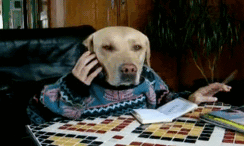 Dog Phone Call Chat GIF