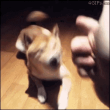 Dog Play Dead Finger Guns GIF