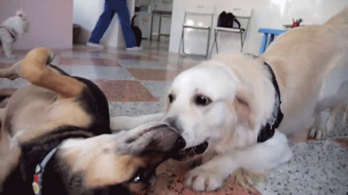 Dog Playful Sniffing Dog GIF