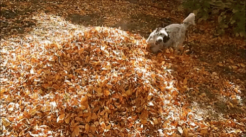 Dog Playing Falling Leaves GIF