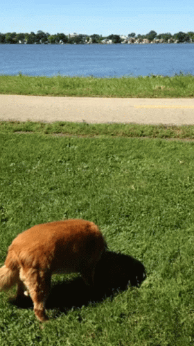 Dog Playing On The Grass GIF