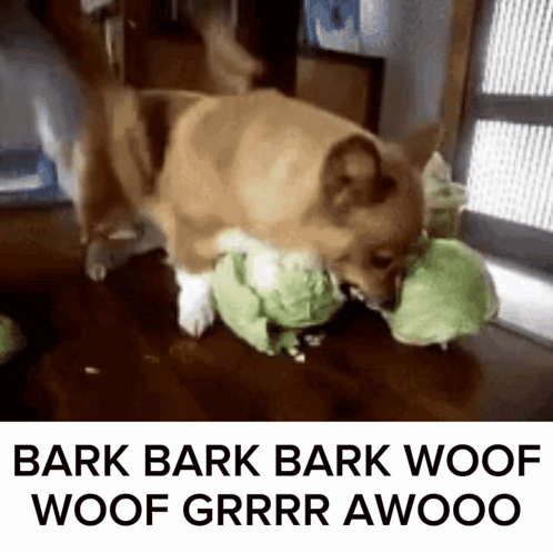 Dog Playing Stuffed Animal Bark Woof Grr Awoo