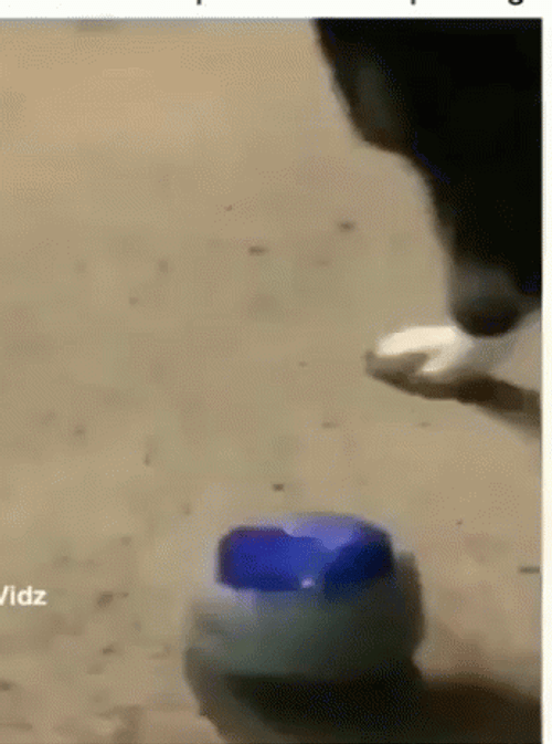 Dog Playing The Nut Button GIF