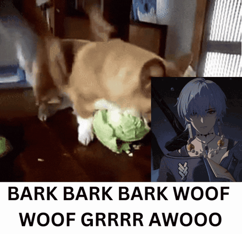 Dog Playing with Cabbage and Man with Gun