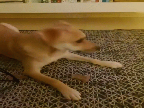 Dog Playing with Cardboard Box