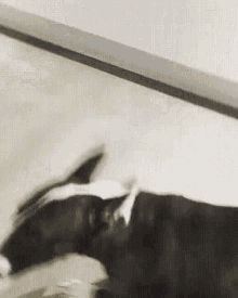 Dog Playing With Cat