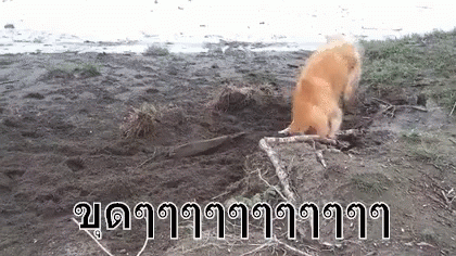 Dog Playing with Stick on Beach