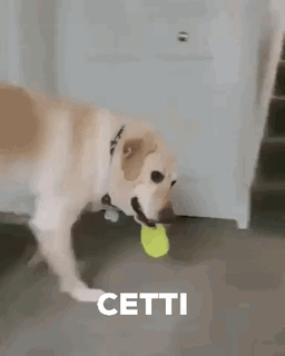 Dog Playing with Tennis Ball
