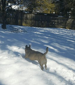 Dog Plays Licks Snow GIF