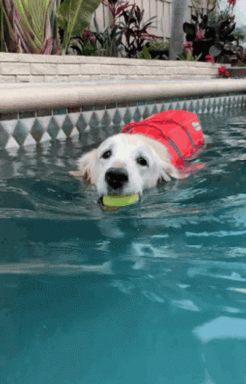 Dog Pool Swimming GIF