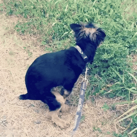 Dog Poop On The Grass GIF